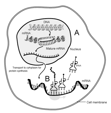 MRNA-interactionblanked.gif