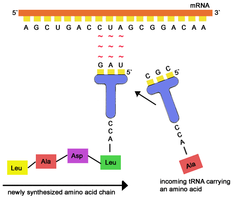 inribosomes.gif