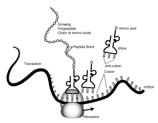 peptide.gif